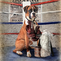 Buy canvas prints of The Boxer by Trudi Simmonds
