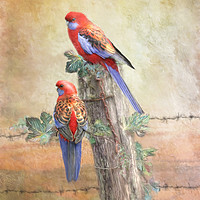 Buy canvas prints of Crimson Rosella by Trudi Simmonds