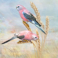 Buy canvas prints of Bourkes Parrot by Trudi Simmonds