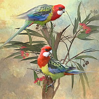 Buy canvas prints of Eastern Rosella by Trudi Simmonds