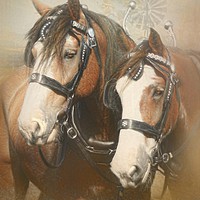 Buy canvas prints of Dusty and Dayz by Trudi Simmonds