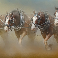 Buy canvas prints of Four in the Field by Trudi Simmonds