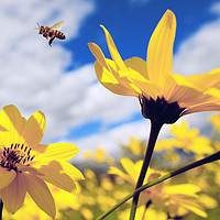 Buy canvas prints of flying honey bee over yellow flower by Mirko Macari