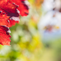 Buy canvas prints of Red leaves close up in the vineyard by Mirko Macari
