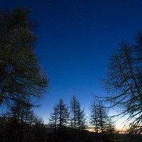Buy canvas prints of Stars rises over the pine trees on a morning foreg by Mirko Macari