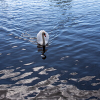 Buy canvas prints of Majestic Swan Glides Through River by Derek Daniel