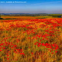 Buy canvas prints of Field of Poppies (panoramic) by Derek Daniel