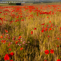 Buy canvas prints of  A Field of Poppies (panoramic) by Derek Daniel