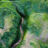 Buy canvas prints of Artistic Algae Rocks by Derek Daniel