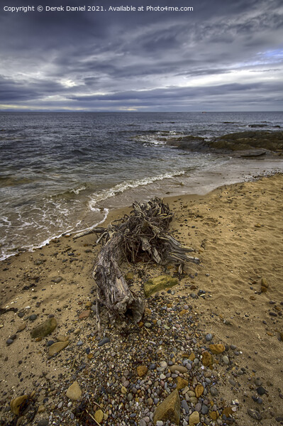 Driftwood on the beach at Hopeman Picture Board by Derek Daniel