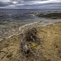 Buy canvas prints of Driftwood on the beach at Hopeman by Derek Daniel