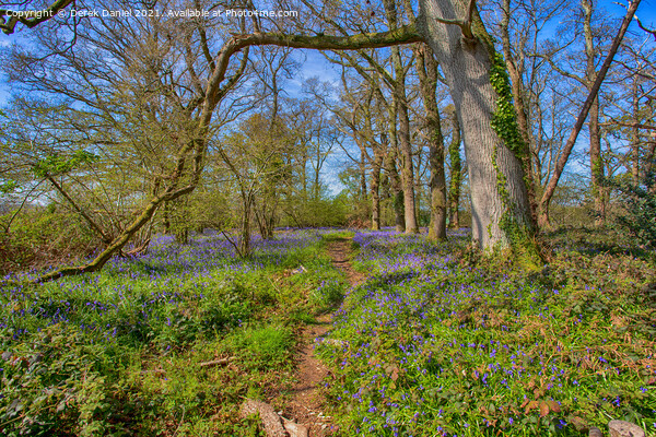 Pamphill Bluebells, Wimborne  Picture Board by Derek Daniel