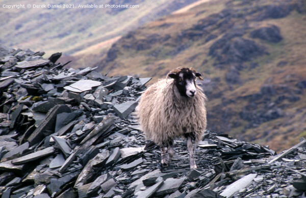 A lonely sheep Picture Board by Derek Daniel