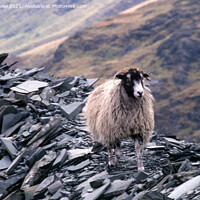 Buy canvas prints of A lonely sheep by Derek Daniel