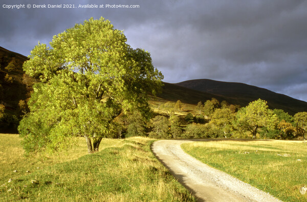 Majestic Autumn Tree in Stormy Scottish Landscape Picture Board by Derek Daniel
