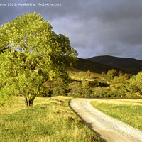 Buy canvas prints of Majestic Autumn Tree in Stormy Scottish Landscape by Derek Daniel