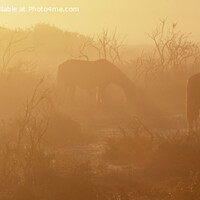 Buy canvas prints of Misty Morning in The New Forest by Derek Daniel