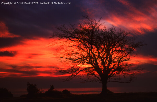 A tree in front of a sunset Picture Board by Derek Daniel