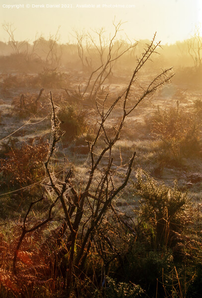 Misty morning in The New Forest Picture Board by Derek Daniel