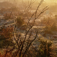 Buy canvas prints of Misty morning in The New Forest by Derek Daniel