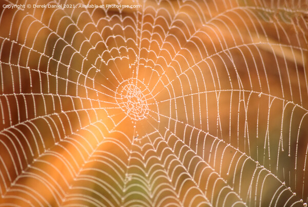 Sunlit Spiders Web A Riverbank Abstract Picture Board by Derek Daniel