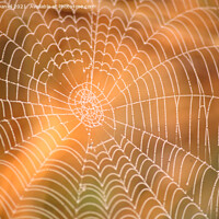 Buy canvas prints of Sunlit Spiders Web A Riverbank Abstract by Derek Daniel