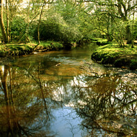 Buy canvas prints of Serenity in the New Forest by Derek Daniel