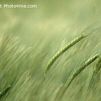 Buy canvas prints of Dynamic Dance of Barley by Derek Daniel