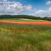 Buy canvas prints of Stunning Red and White Poppies Field by Derek Daniel