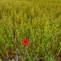 Buy canvas prints of Vibrant Remembrance Poppy Field by Derek Daniel