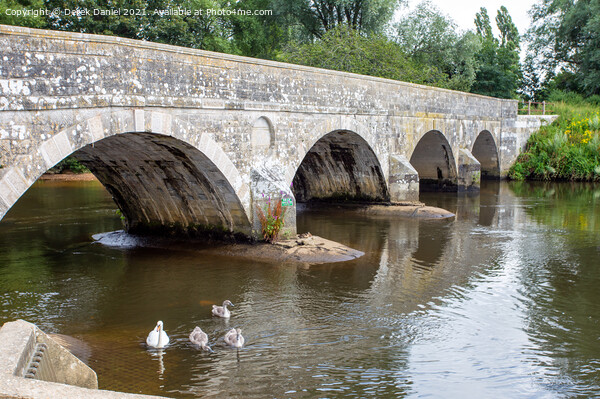 Swans on the River Stour at Iford Picture Board by Derek Daniel