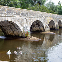 Buy canvas prints of Swans on the River Stour at Iford by Derek Daniel