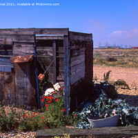 Buy canvas prints of Poppy Shed Dungeness by Derek Daniel