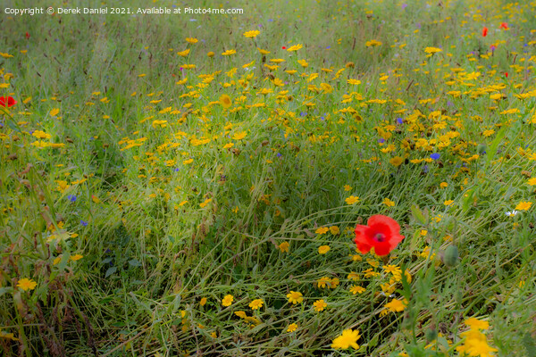 Dreamy Wildflowers #2 Picture Board by Derek Daniel
