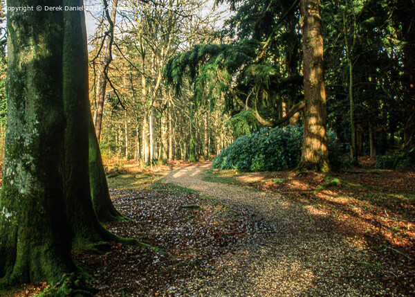 A Walk Through The New Forest Picture Board by Derek Daniel