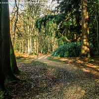 Buy canvas prints of A Walk Through The New Forest by Derek Daniel