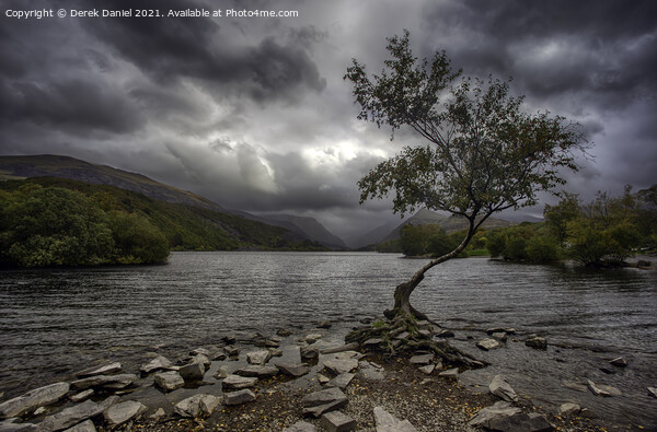 The Lone Tree, Llyn Padarn, LLanberis  Picture Board by Derek Daniel