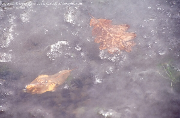Frozen Leaves Picture Board by Derek Daniel