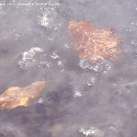 Buy canvas prints of Frozen Leaves by Derek Daniel