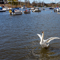 Buy canvas prints of Swan flapping its wings by Derek Daniel