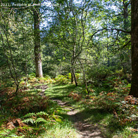 Buy canvas prints of Enchanting Autumn Path in The New Forest by Derek Daniel