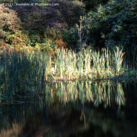 Buy canvas prints of Rustling Reeds in Autumn by Derek Daniel