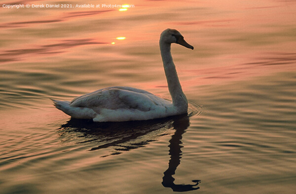 Swan looking for food around sunset time Picture Board by Derek Daniel