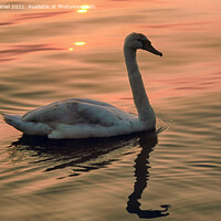 Buy canvas prints of Swan looking for food around sunset time by Derek Daniel