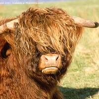 Buy canvas prints of Highland cattle relaxing in the sun by Derek Daniel