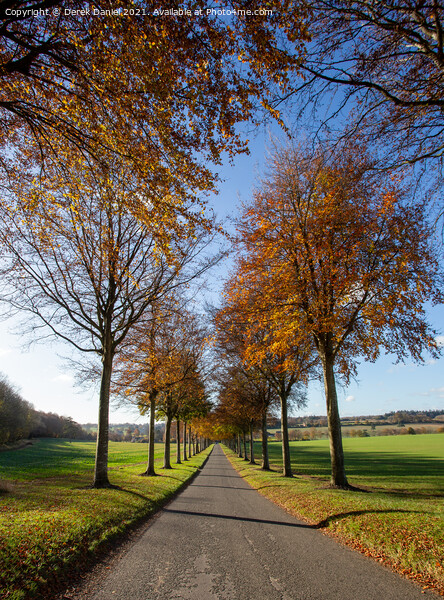 The Avenue of Trees in Autumn, Moor Crichel Picture Board by Derek Daniel