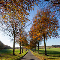 Buy canvas prints of The Avenue of Trees in Autumn, Moor Crichel by Derek Daniel