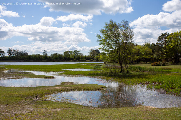 Hatchet Pond, New Forest East Boldre Picture Board by Derek Daniel