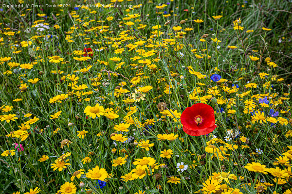 Vibrant Wildflower Meadow Picture Board by Derek Daniel