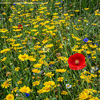 Buy canvas prints of Vibrant Wildflower Meadow by Derek Daniel